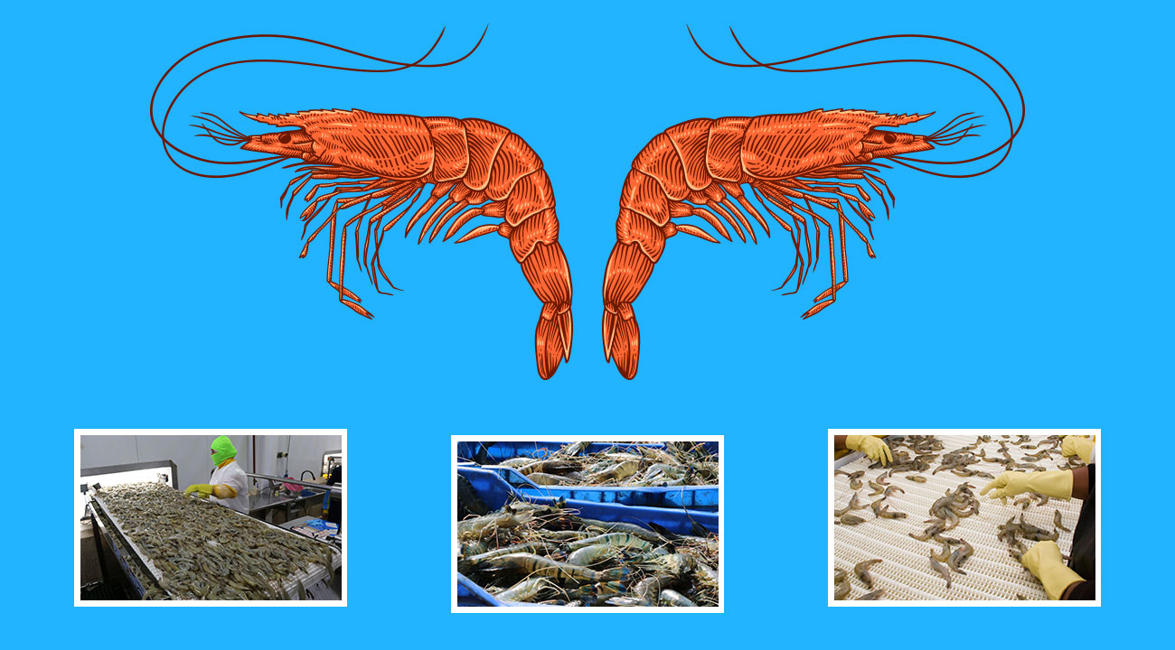 Shrimp Sector of Bangladesh