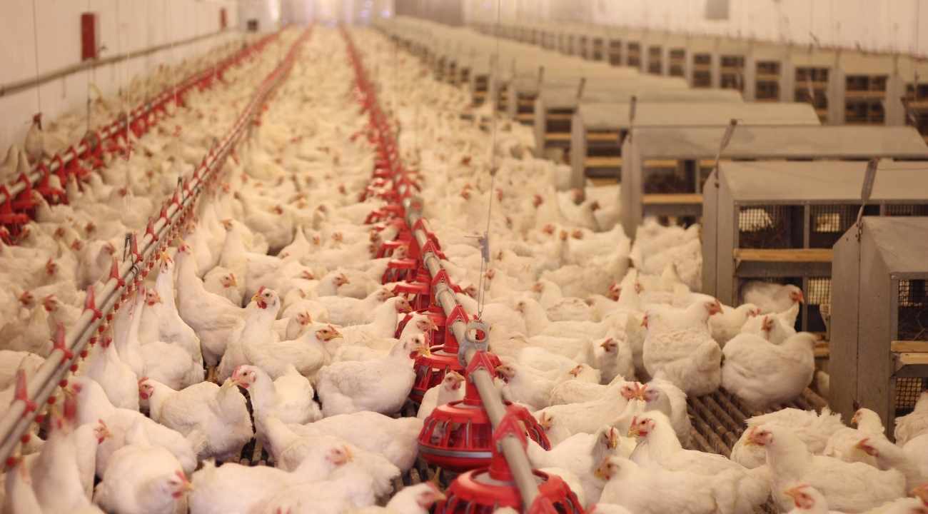 poultry industry in Bangladesh
