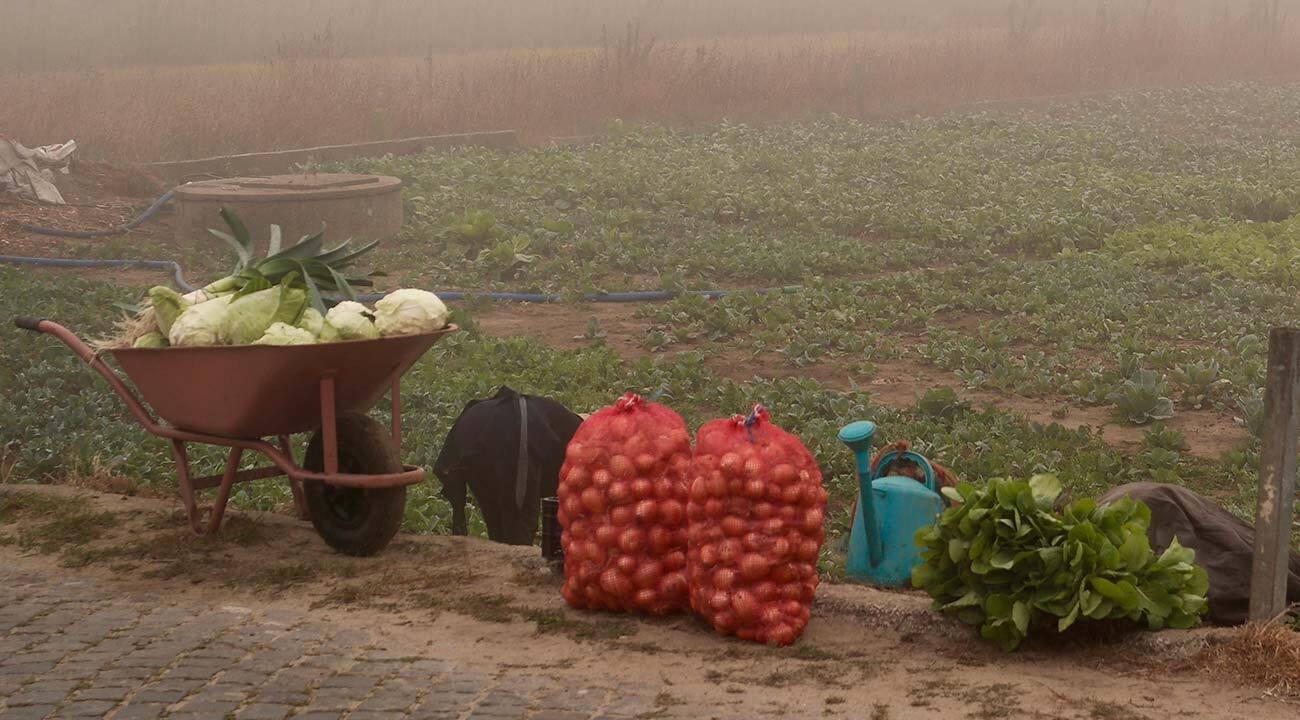 Bangladesh, The 3rd Largest Producer of Vegetable