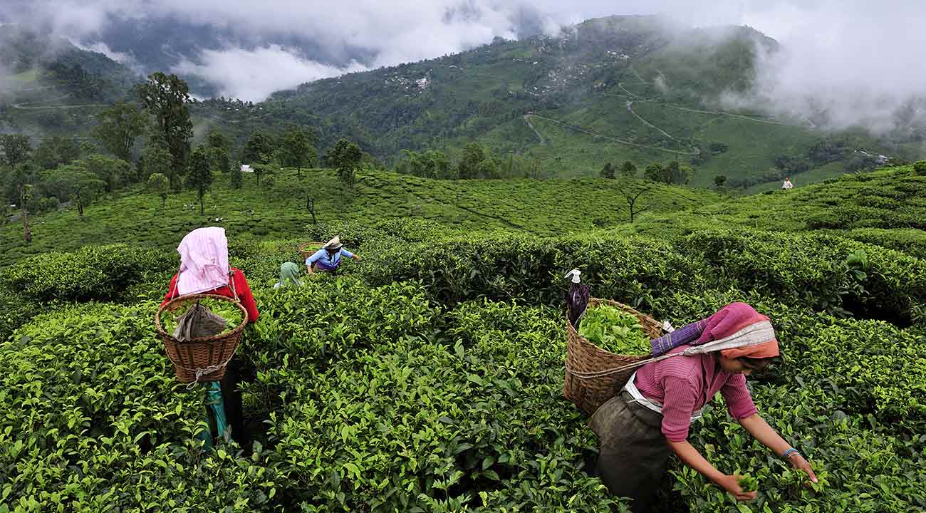 Tea Industry of Bangladesh