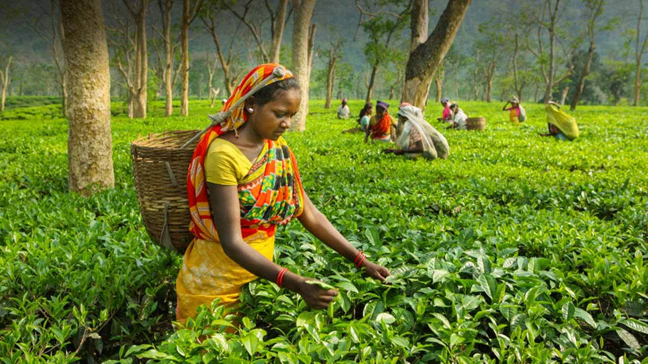 Investment Surges in Tea Gardens as Demand Soars
